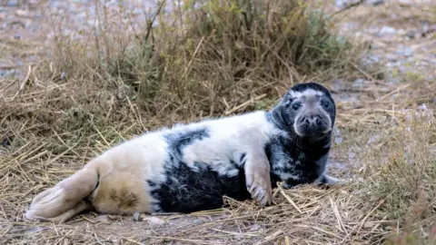 Hanne Siebers/National Trust/PA Melanistic seal pup