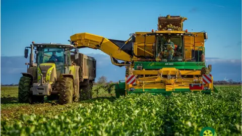 Michaels Agri Photography Celeriac being harvested in Lincolnshire