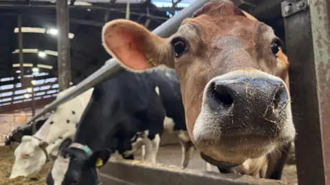 A close up picture of a cow eating at a farm trough. It is looking at the camera while there are two others with their heads down eating. 