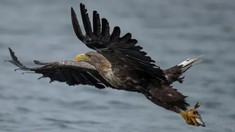 A white-tailed eagle flies up at full stretch above the sea after coming down to catch a fish, which it holds in its talons.