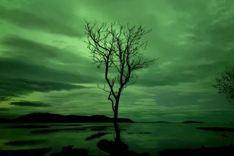 Adventures around Skye/BBC Weather Watchers A tree on the edge of a loch with the green glow of the aurora behind it.