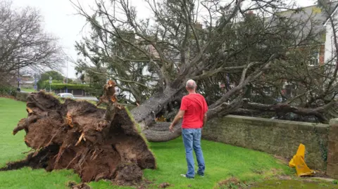 Eddie Mitchell A man in a red top looks at a large tree which has fallen over and is resting on a wall