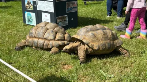 Two giant tortoises in a field, with children nearby. One of the children is wearing multicoloured Wellington boots and pink leopard-print leggings.