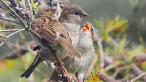 A female house sparrow with two fledglings sat on a branch.