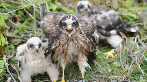 RSPB Investigations Team  Three hen harrier chicks on the ground 