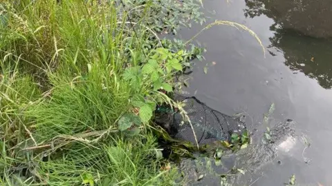 Environment Agency A crayfish trap is placed on the edge of the canal. It is fixed to the bank and dipping into the water. The surrounding grass can be seen close up with leaves from other plants. The canal water is very still.