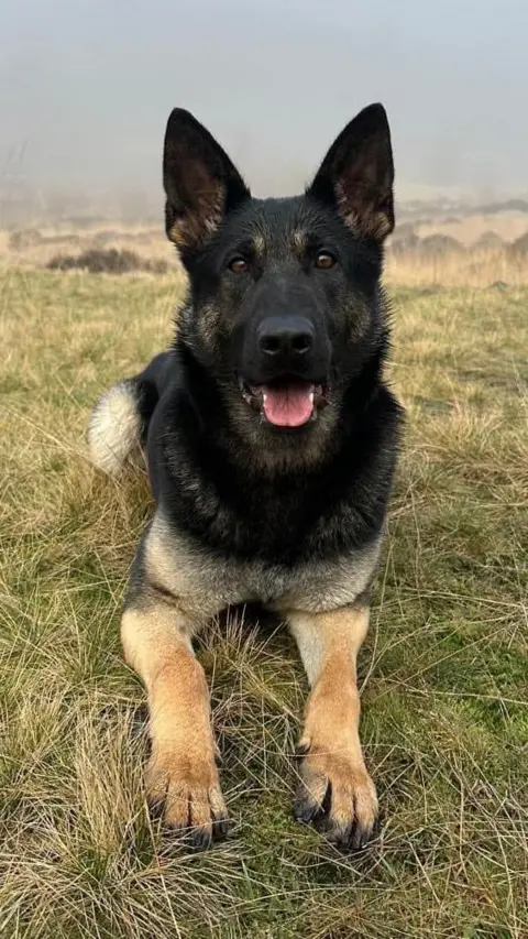GMP Nova the police dog lies down on an area of grass. The German shepherd, with pointed ears, has a mainly black upper body with tan legs.