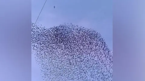 Mayukh Chatterjee and Alex Cunningham A peregrine falcon (top right) attempts to hunt as thousands of starlings swarm the sky in a murmuration display  