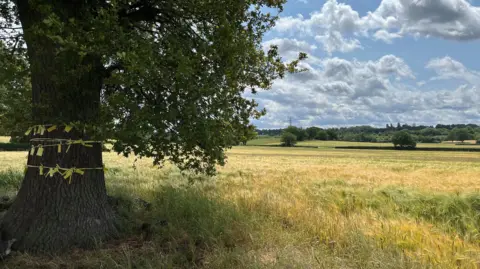 A tree with ribbons tied around it is in the foreground of a yellow wheat field