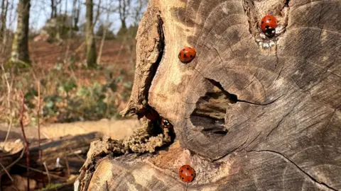 Meeper A close up of the cross section of a fallen tree, with four ladybirds 