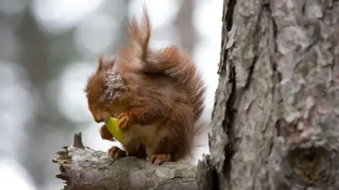 William Lee/Saving Scotland's Red Squirrels An infected red squirrel showing symptoms of squirrel pox with closed, sticky eyes and white lesions and skin issues around the head