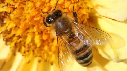 A close-up photo of a black and yellow stripy honeybee on a yellow flower.