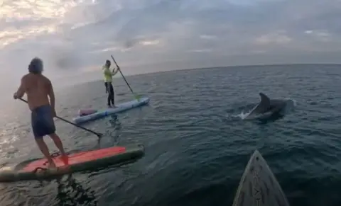 Two male paddleboarders stand on their boards in the sea, there is another paddleboarder out of vision, they are all looking at a dolphin which has emerged from the water, you can see its fin and the water splashing around it