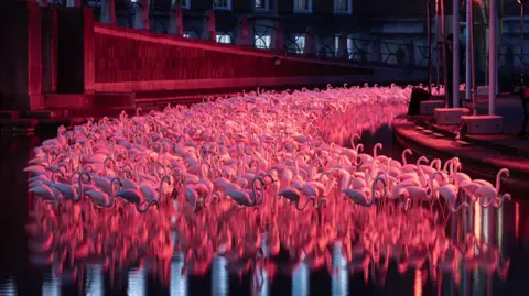 A flock of plastic flamingos that are lit up in a pink light. They are reflected on the water they are standing on.