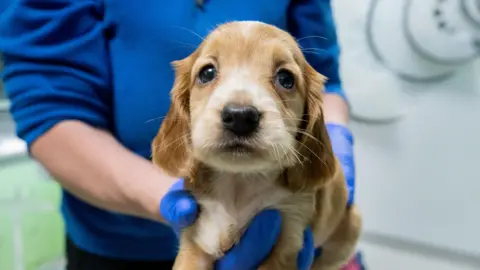 ANIMAL WELFARE INVESTIGATIONS PROJECT Puppy being held by man in blue top wearing blue gloves