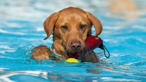 GARETH FULLER/PA WIRE A dog in the pool on Saturday
