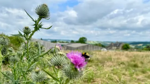 BBC A bee on a thistle with farm buildings behind