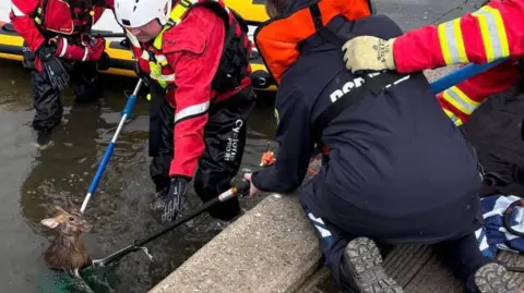 Leicestershire Fire and Rescue Service A muntjac deer being rescued from the River Soar in Leicester