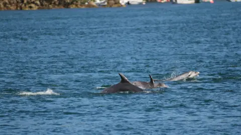 Simon Ingram A pod of dolphins swim through calm waters. They are at the surface of the water.