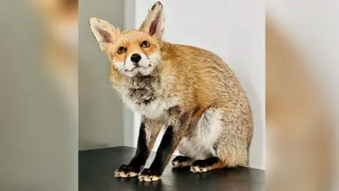 Second Chance Fox Rescue and Rehabilitation fox