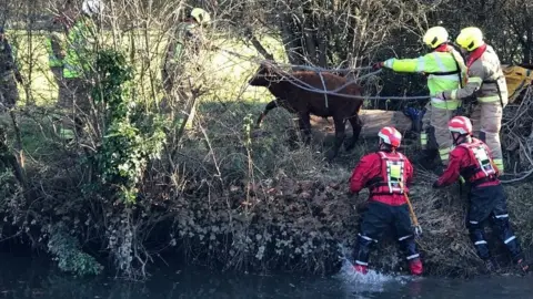 Essex County Fire and Rescue Service Calf being rescued from river