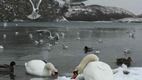 Eileen Munson Snow and swans at Rhoose Point Lagoon, Vale of Glamorgan