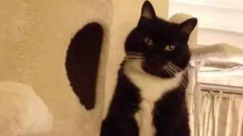 Linda Joyce-Jones Photo of Rosa the cat