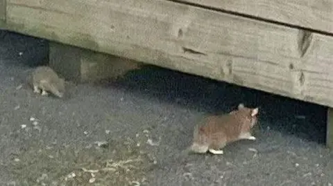 Two rats on some tarmac with wooden planters above their heads