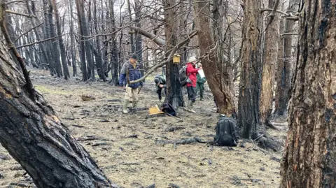 Carla Fowler/BBC Picture of a woodland with burnt tree trunks and a group of people putting up a bird box 