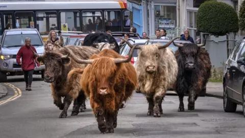 Highland cattle walking down a road with cars and people behind them, watching on and taking photographs