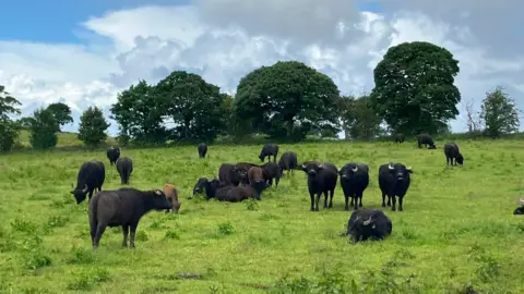 A herd of water buffalo graze in a green field with trees behind them.
