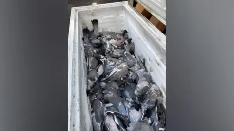 Darlington Borough Council Chest freezer full of dead pigeons