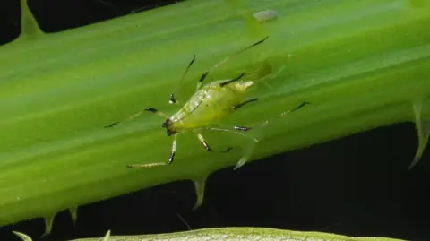 Getty Images An aphid on the stem of a plant. It has a green body with black markings.