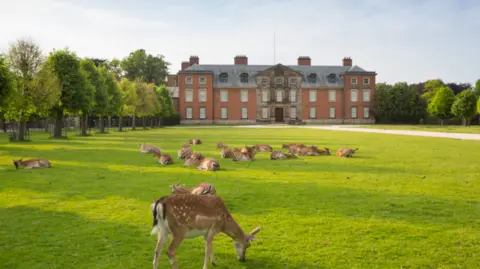 National Trust Images/Chris Lacey One deer park grazing in the garden at National Trust's Dunham Massey in Altrincham with several others in the background sitting down. Dunham Massey's historic house can be seen in the background. 