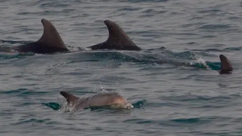 Newquay Sea Safaris and Fishing Dolphins