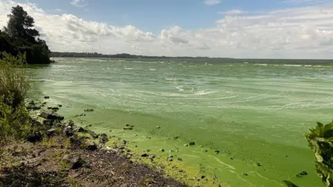 The shoreline of Lough Neagh at Rea's Wood on 6 August, where the water appeared bright green because of the presence of algal clumps