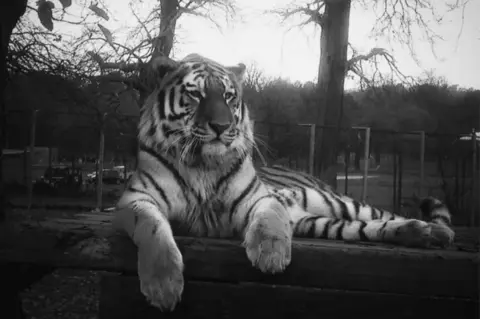 Woburn Safari Park Elton the Amur tiger