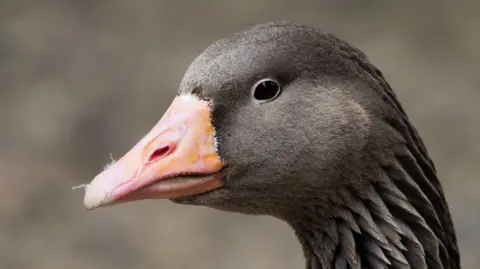 A goose head. It is brown and has a bright orange beak.