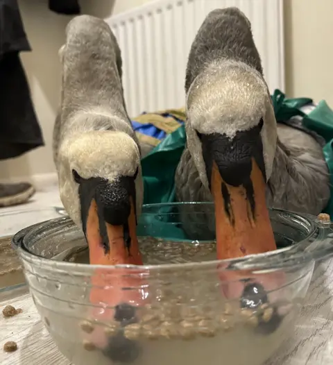 Simon Withers Two swans eating brown pellets out of a glass bowl full of water.