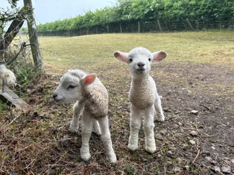 BBC Weather Watchers/Debs Two lambs look up towards the lens while standing in a muddy field.
