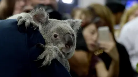 Anadolu Agency koala