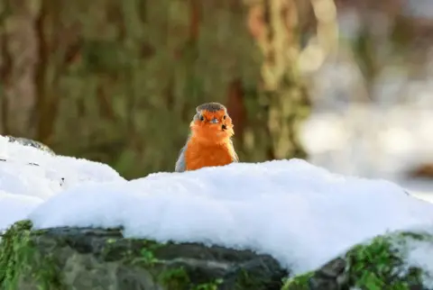 Luz Mery A robin peeking over a snow covered wall