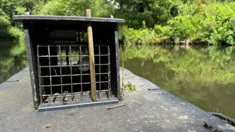 A small mink trap. It is a black wooden box with mesh across the open end. It is sat on a piece of black wood, floating on the top of a river