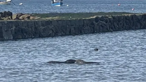 GSPCA Seal pups released in Guernsey