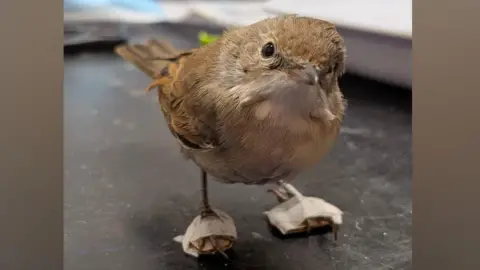 Leicestershire Wildlife Hospital A small bird stood on a vet's table with small pieces of cardboard taped to his feet