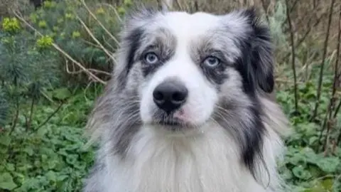 LFB A mid-shot of miniature Australian Shepherd Blue. There is greenery in the background, flowers and leaves can be seen. Blue is white and has black patches.