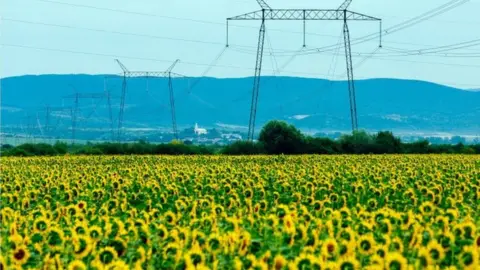 Getty Images sunflowers near Rakoshyno village, , Zakarpattia Region, western Ukraine