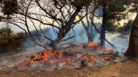 Guernsey Fire and Rescue Service Trees in a forest. On the ground are red flames under the trees. The sky is grey and there is smoke. 