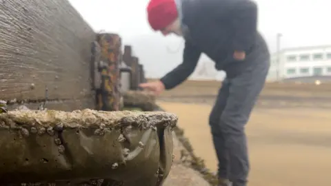 Ian Boyd inspects some of Artecology's "Vertipools" - artificial rock pools used to boost wildlife. They're attached to a wooden and concrete wall. One of the pools is in focus in the foreground, while Ian is blurry in the background wearing black jeans, a blue hoodie and red beanie hat. He's inspecting a pool nearer to him.