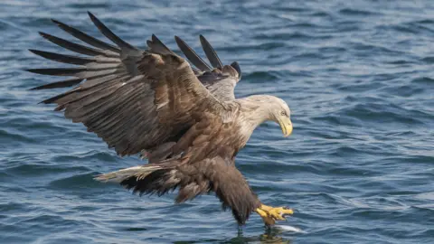 Tony Enticknap A brown and white eagle catching a fish in water with its yellow claws.